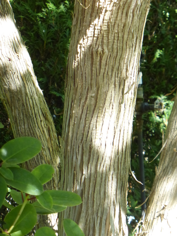 Image de Heptacodium miconioides Rehder