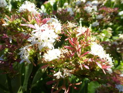 Image de Heptacodium miconioides Rehder