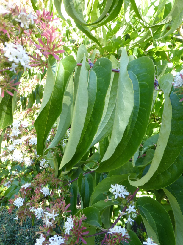 Image de Heptacodium miconioides Rehder