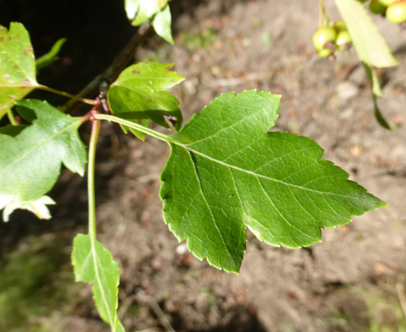 Image de Crataegus phaenopyrum (L. fil.) Borkh.