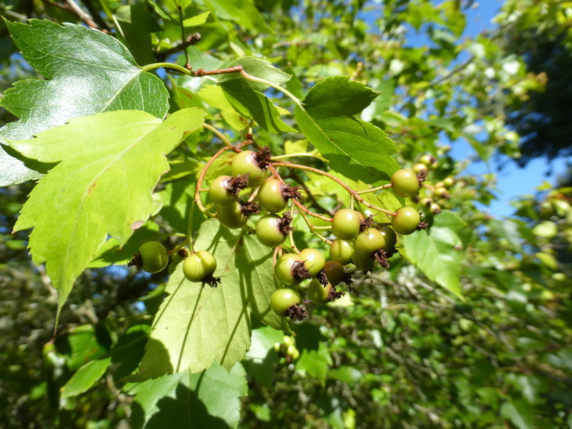 Image de Crataegus phaenopyrum (L. fil.) Borkh.