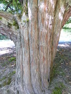 Sivun Crataegus calpodendron (Ehrh.) Medik. kuva