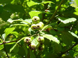 Sivun Crataegus calpodendron (Ehrh.) Medik. kuva