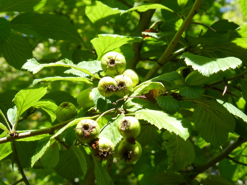 Sivun Crataegus calpodendron (Ehrh.) Medik. kuva