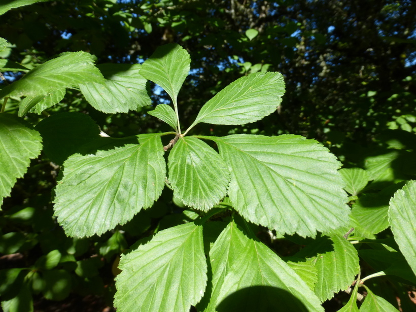 Sivun Crataegus calpodendron (Ehrh.) Medik. kuva