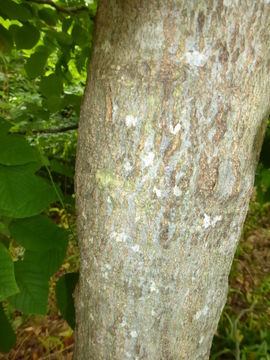 Image of Kentucky yellowwood