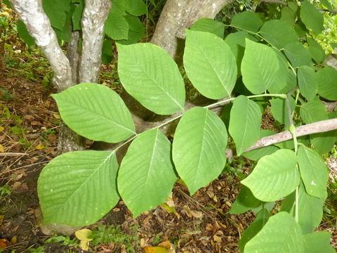 Image of Kentucky yellowwood