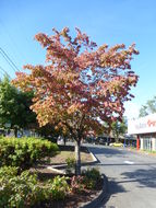 Image of flowering dogwood