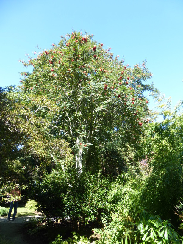 Image of American mountain ash