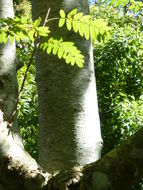 Image of American mountain ash