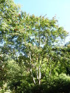 Image of American mountain ash