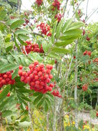 Plancia ëd Sorbus decora (Sarg.) Schneid.