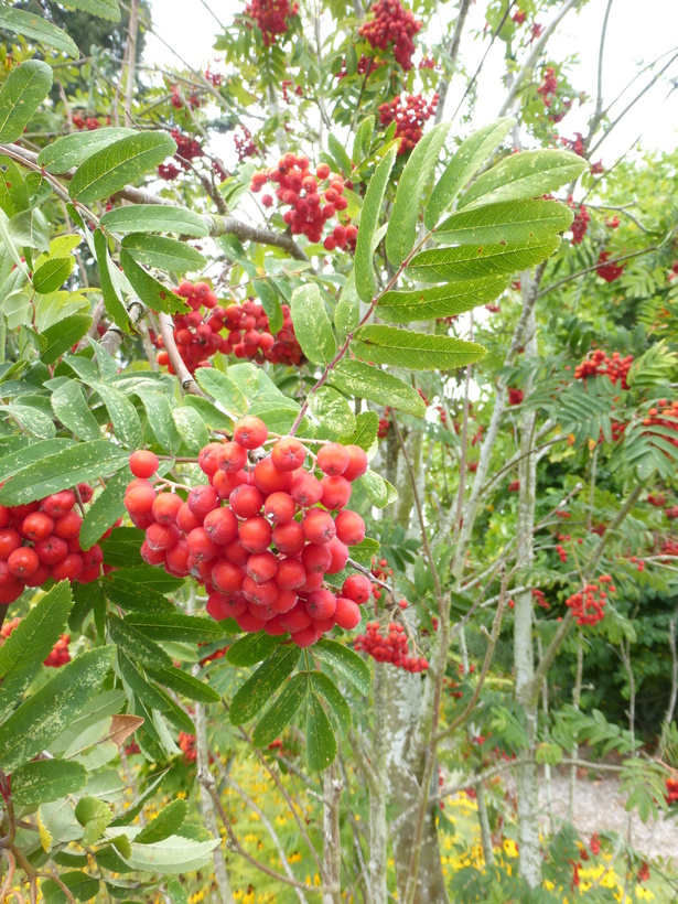 Image of northern mountain ash