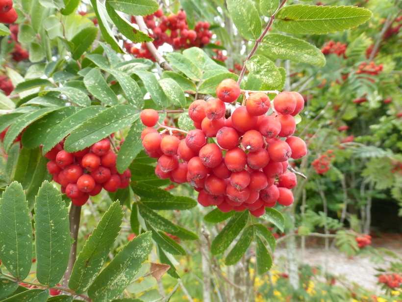 Plancia ëd Sorbus decora (Sarg.) Schneid.