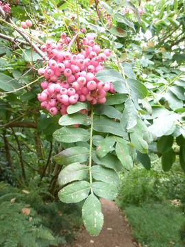 Sorbus macrantha Merr.的圖片