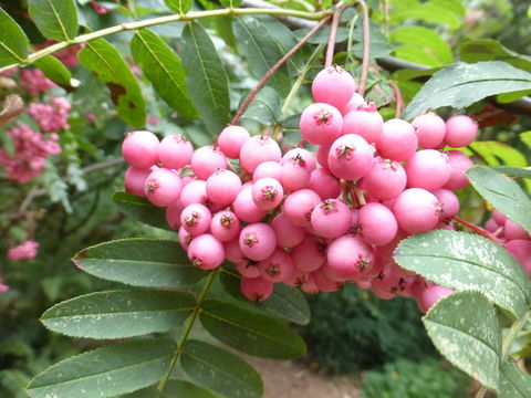 Plancia ëd Sorbus macrantha Merr.