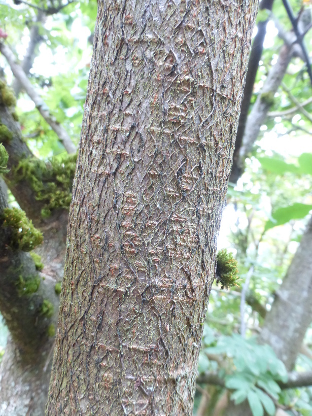 Image of Sorbus macrantha Merr.