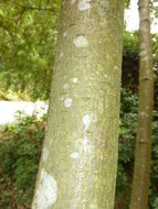 Image of Sorbus pseudovilmorinii Mc All.
