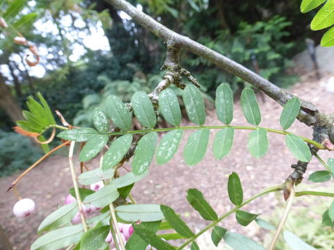 Image de Sorbus pseudovilmorinii Mc All.