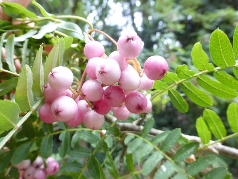 Image of Sorbus pseudovilmorinii Mc All.