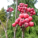 Image of <i>Sorbus <i>scopulina</i></i> var. scopulina