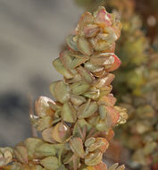 Слика од Atriplex confertifolia (Torr. & Frem.) S. Wats.