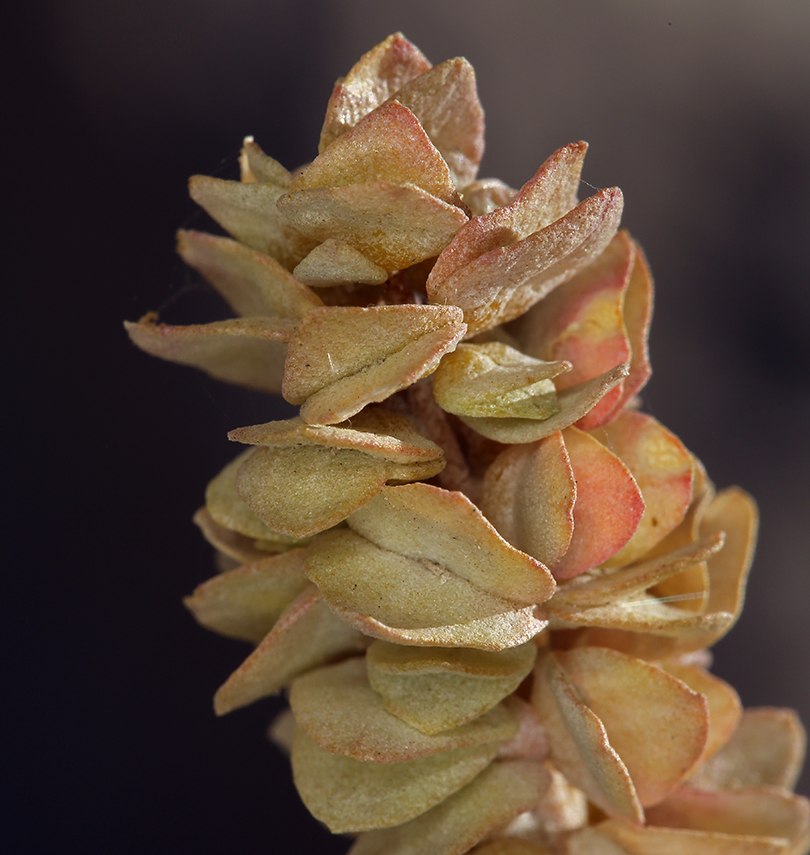 Слика од Atriplex confertifolia (Torr. & Frem.) S. Wats.