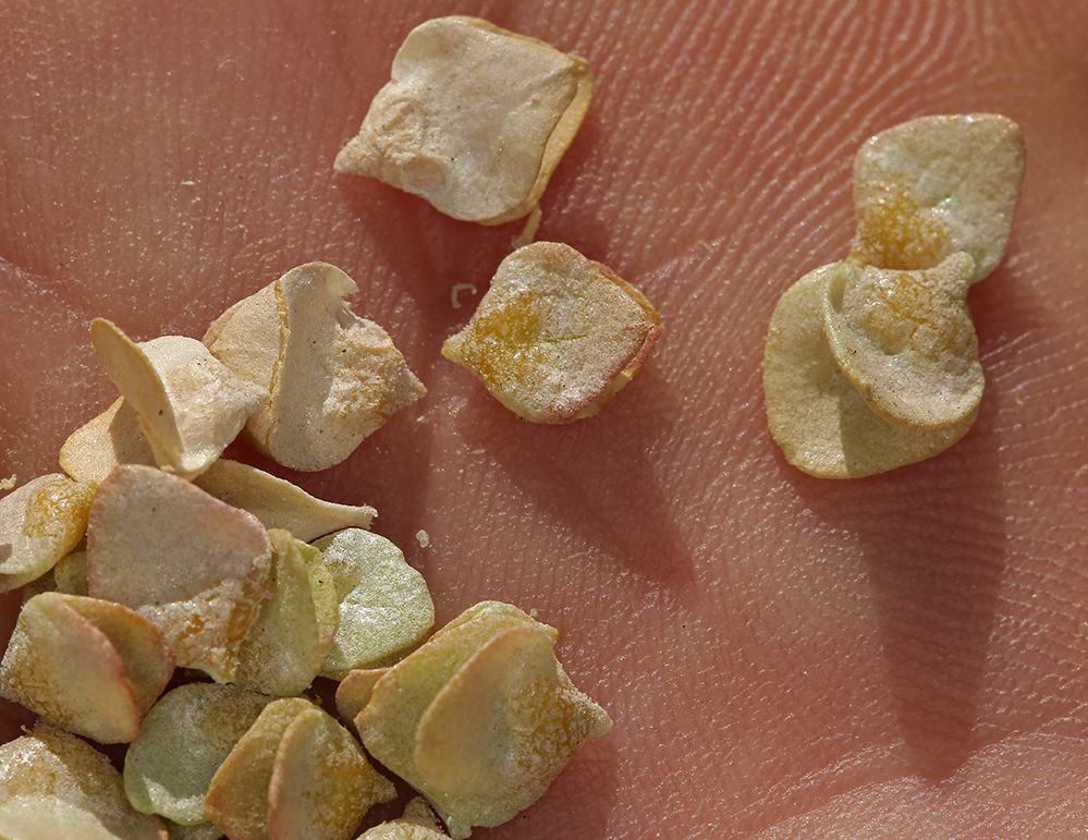 Image of shadscale saltbush