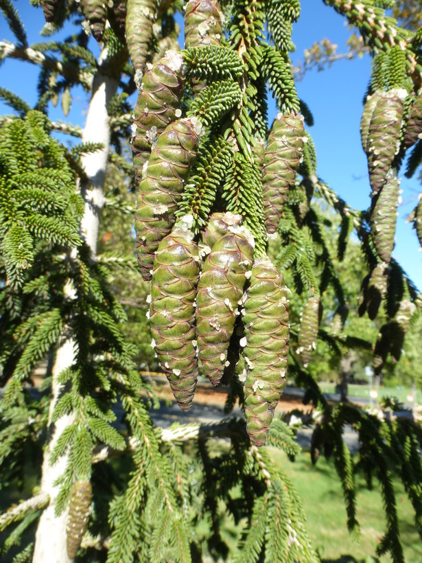 Image of Caucasian Spruce