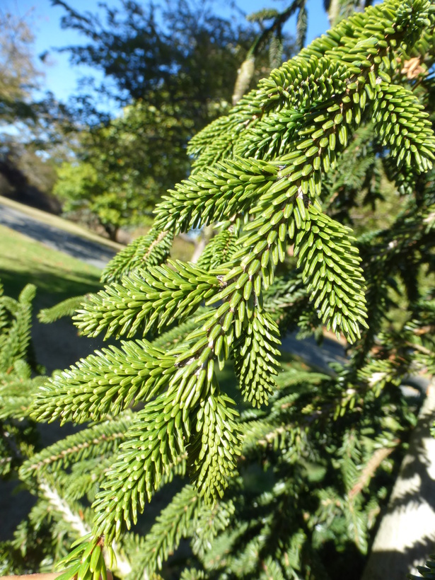 Image of Caucasian Spruce