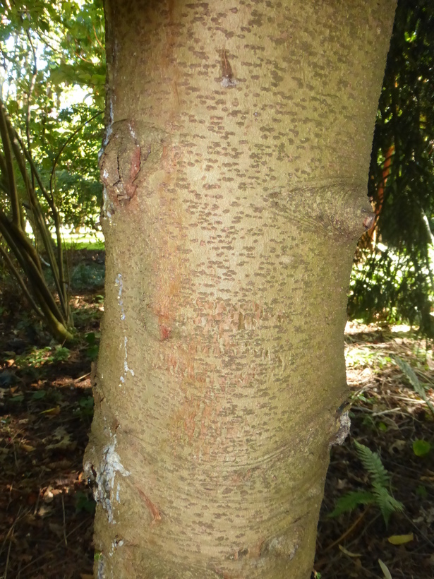 Image of Caucasian Spruce