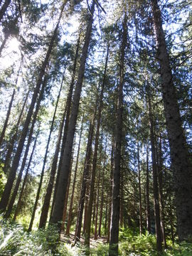 Image of Norway spruce