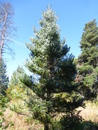 Image of Korean Fir