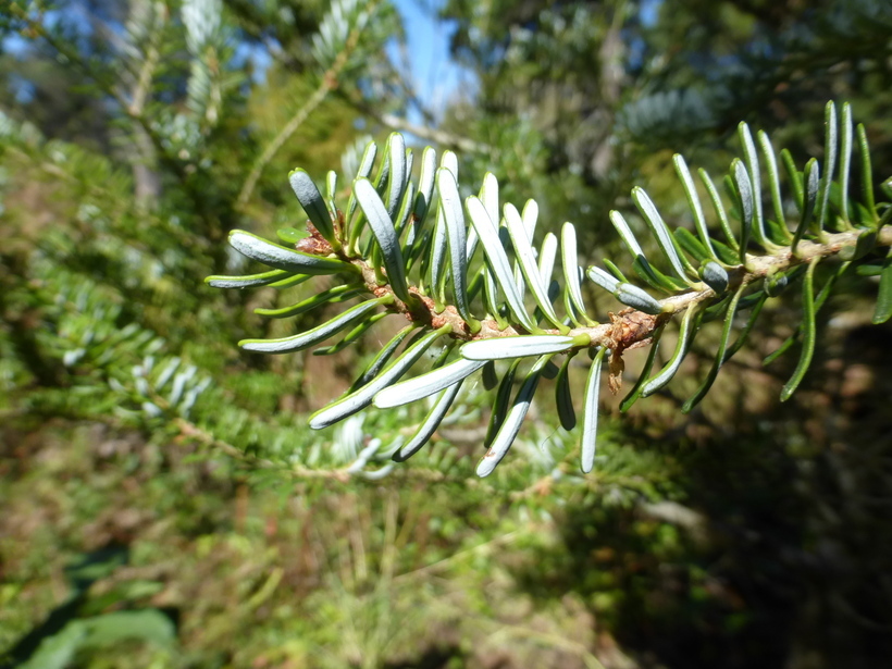 Image of Korean Fir