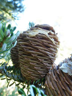 Image of Korean Fir