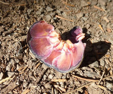 Слика од Abies lasiocarpa (Hook.) Nutt.