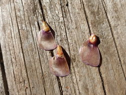 Слика од Abies lasiocarpa (Hook.) Nutt.