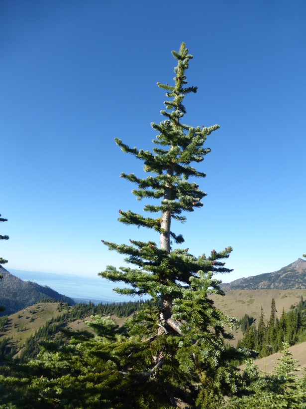 Image of subalpine fir