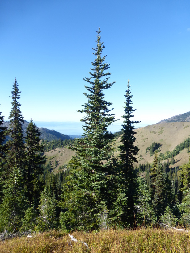 Image of subalpine fir