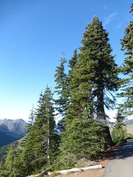 Image of subalpine fir