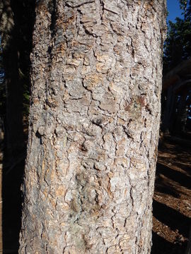 Image of subalpine fir