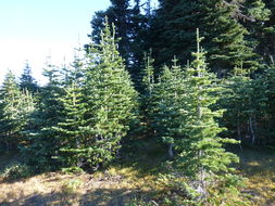 Image of subalpine fir