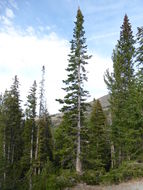 Image of subalpine fir