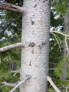 Слика од Abies lasiocarpa (Hook.) Nutt.