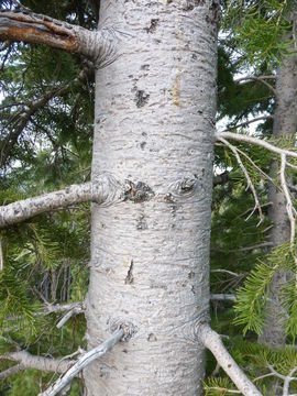 Image of subalpine fir