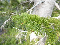 Image of subalpine fir