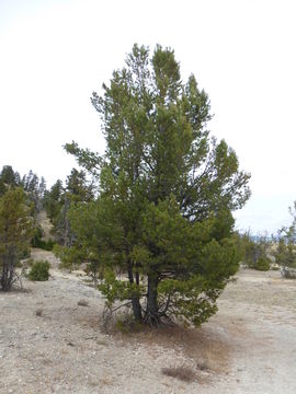 Image of Limber Pine