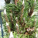 Imagem de Pinus nigra J. F. Arnold