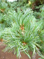 Image of Japanese White Pine