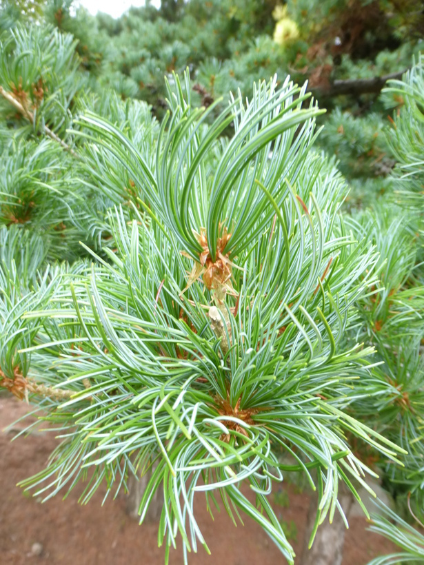 Image of Japanese White Pine